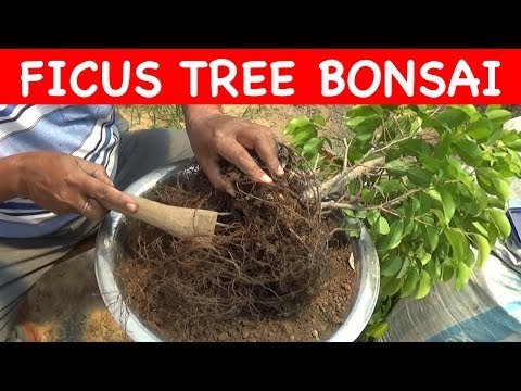Video: Ficus Sol: Ce Fel De Sol Este Necesar Pentru A Crește Ficus Interior La Domiciliu? Compoziția Solului. Este O Potrivire Universală?