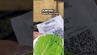 Plantando sementes de Couve Manteiga