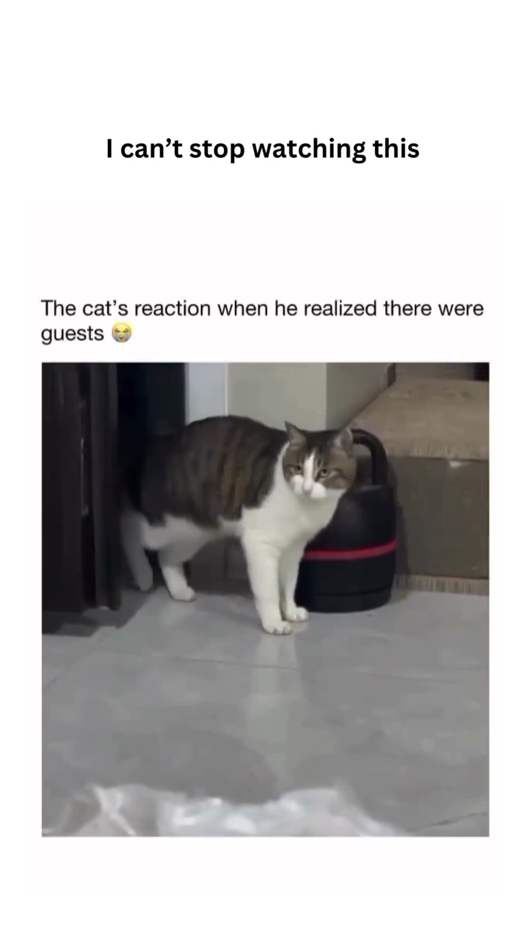 Kittyo like this is not what I was thinking would happen