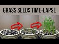 Grass seeds timelapse