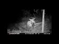 Bull Elk. 6/6/2026 #wildlife #wildlifelovers #naturelovers #nature #mountains #bullelk #elk #wapiti