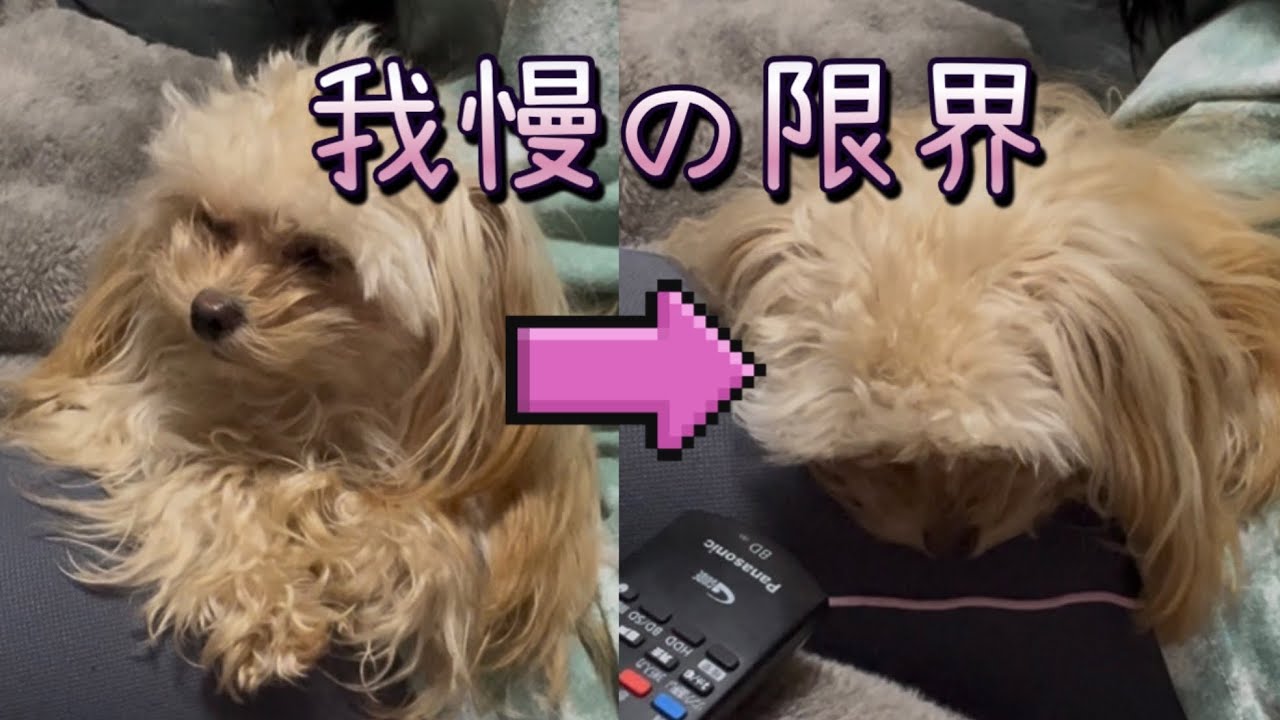 【待ってたけど我慢の限界】なちわぷーぷー#ちわぷーぷー #かわいすぎる 