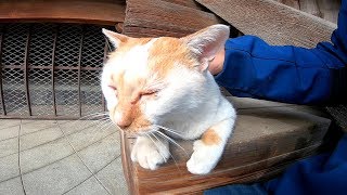 お寺で寝ていた野良猫を撫で撫でしたら降りて来てくれた