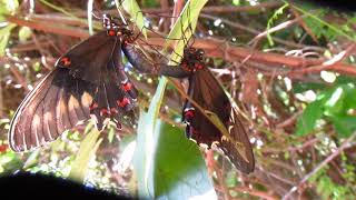 Borboleta Battus polydamas Acasalando
