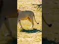 مطاردة وحشية الأسد لثور الجاموس عالم الحيوانات