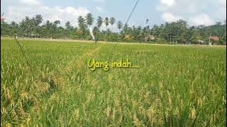 Status wA Padi Rapuh