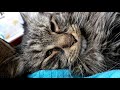 Maine Coon Kitty Happiness