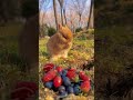 so cute rabbit 😘☺️