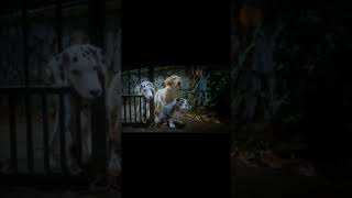 30K Specialphantom Pups