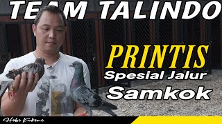 Hanya Ada di Tim Talindo • Printis Darahan Spesial Dari Samkok • Merpati Kolong