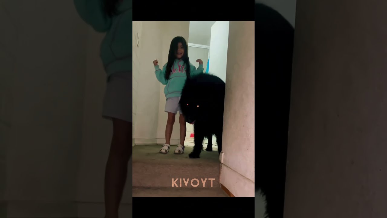 The Best Pets 2 
