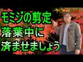 [ガーデニング] モミジの剪定「キャリア28年のプロガーデナーが教える、自然樹形になる剪定方法」