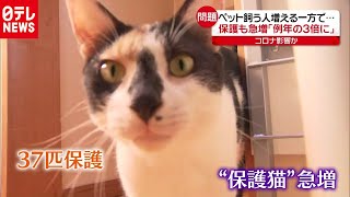 「新型コロナ」在宅でペット人気も…世話できず保護が急増（2020年9月9日放送 news every.より）