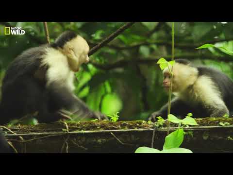 Colombie | Extrait : Capucin, singe machiavélique