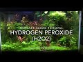 Banish algae from your aquarium with hydrogen peroxide algae control in planted tanks