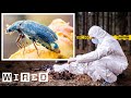 Insects as Forensic Witnesses in Death Investigations