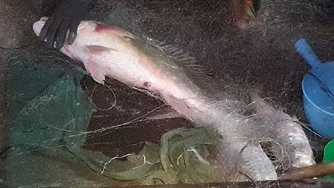 Cao thủ Giăng Lưới Neo Trên Sông Tiền Dính Cá Sủ Kiếm Tiền Triệu () Big Pangasius & Big Fish Matches