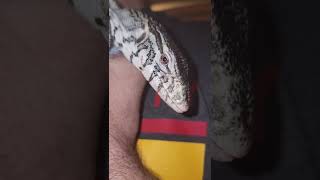 Nile Monitor After Bath