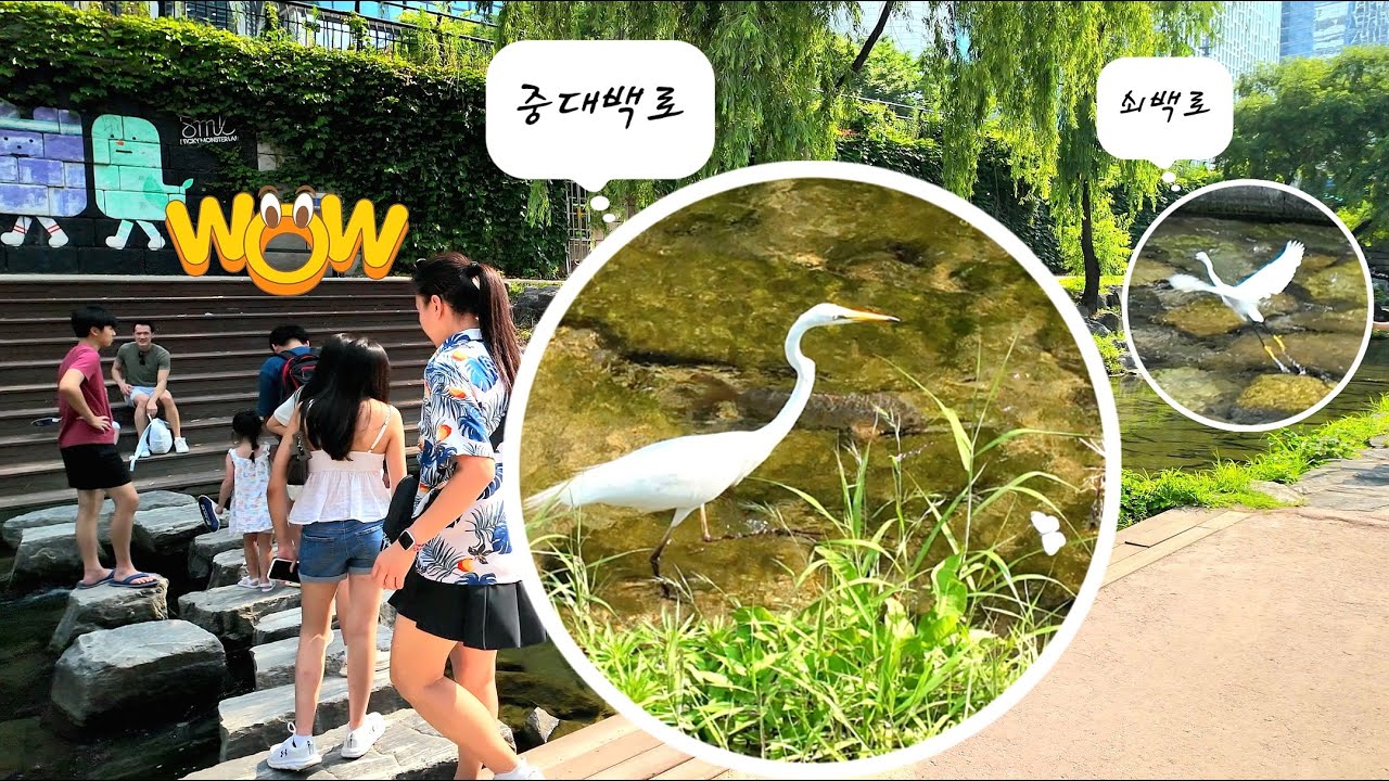 Чхонгечхон, где птицам в изобилии рыба! 🐳 Цапли, белые цапли, выпи, кряквы | 4K