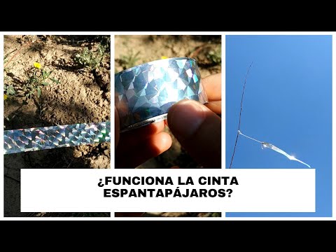 ¿ Funciona la cinta espantapájaros para espantar pájaros (gorriones, cuervos, palomas...)? hqdefault