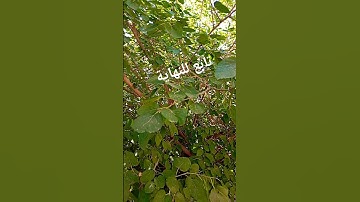 سورة الإخلاص #الرحمن #المصحف #قرآن #اكسبلور #لايك