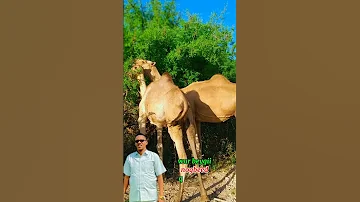 Gabay Cusub Abwaanmuxyadiin Shahid Gobalada Deeganka 