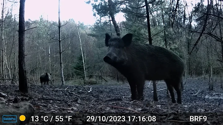 The Size Of That Male Boar ... - Forest Of Dean