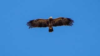 Токовый полет малого подорлика. Aguila pomarina. Птицы Беларуси.