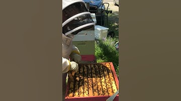 How to remove￼ Honeybees honey frames ￼