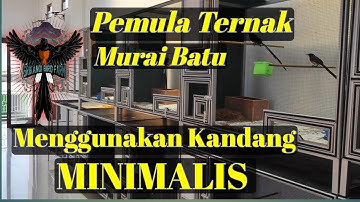 Pemula Ternak Murai Batu pakai Kandang Minimalis dilahan Smpit #murai #muraibatuindonesia #muraibatu