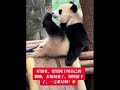 Oh, it's a bit smelly! 熊猫闻自己的臭脚丫 #panda #熊猫 #funny  #amazing #video #share #cute #shorts #short
