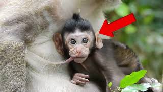 Black baby monkey gate milk on tree look so lovely