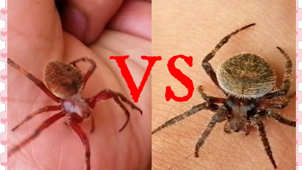 Gagamba TV - Philippines Orb weaver spider Fight | 17 - YouTube