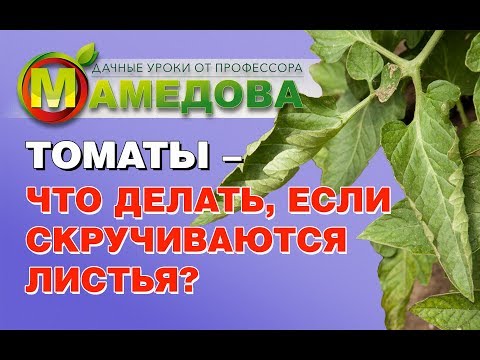 🍅 ТОМАТЫ - ЧТО ДЕЛАТЬ ЕСЛИ СКРУЧИВАЮТСЯ ЛИСТЬЯ?