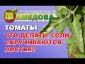 🍅 ТОМАТЫ - ЧТО ДЕЛАТЬ ЕСЛИ СКРУЧИВАЮТСЯ ЛИСТЬЯ?