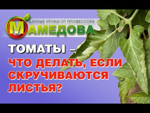 Видео: Опасно ли физиологическое скручивание листьев помидоров – как лечить физиологическое скручивание листьев у томатов