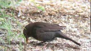 Blackbirdsummerleys050617