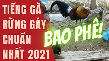 Tiếng gà rừng gáy cực chuẩn cho anh em đi mồi mp3 || Gà Rừng Tây Bắc