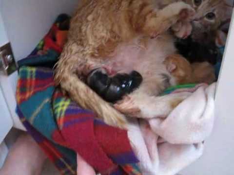 Pregnant Cat Give Birth 31