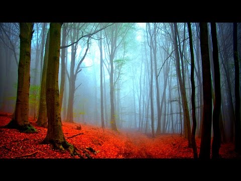Сонник — снится во сне лес. К чему снится гулять, ходить, заблудиться, бежать, идти по лесу сосновому, хвойному, чистому, густому, ночному, мертвому, сухому, заброшенному, голому, осеннему, зимнему, зеленому, темному, женщине, девушке, беременной, мужчине: толкование сна