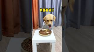 【旺仔很忙🐶】狗子：想要我狗命直说，没必要吓狗…