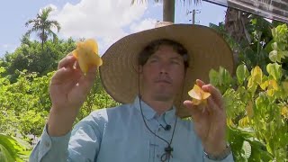 Can backyard gardens save you money A South Florida gardener weighs in
