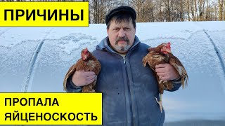 Резко пропала яйценоскость В чем причина?