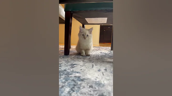 Video 8658401: siberian cat pets, siberian cat kitten, siberian blue eyes, kitten cat pets adorable