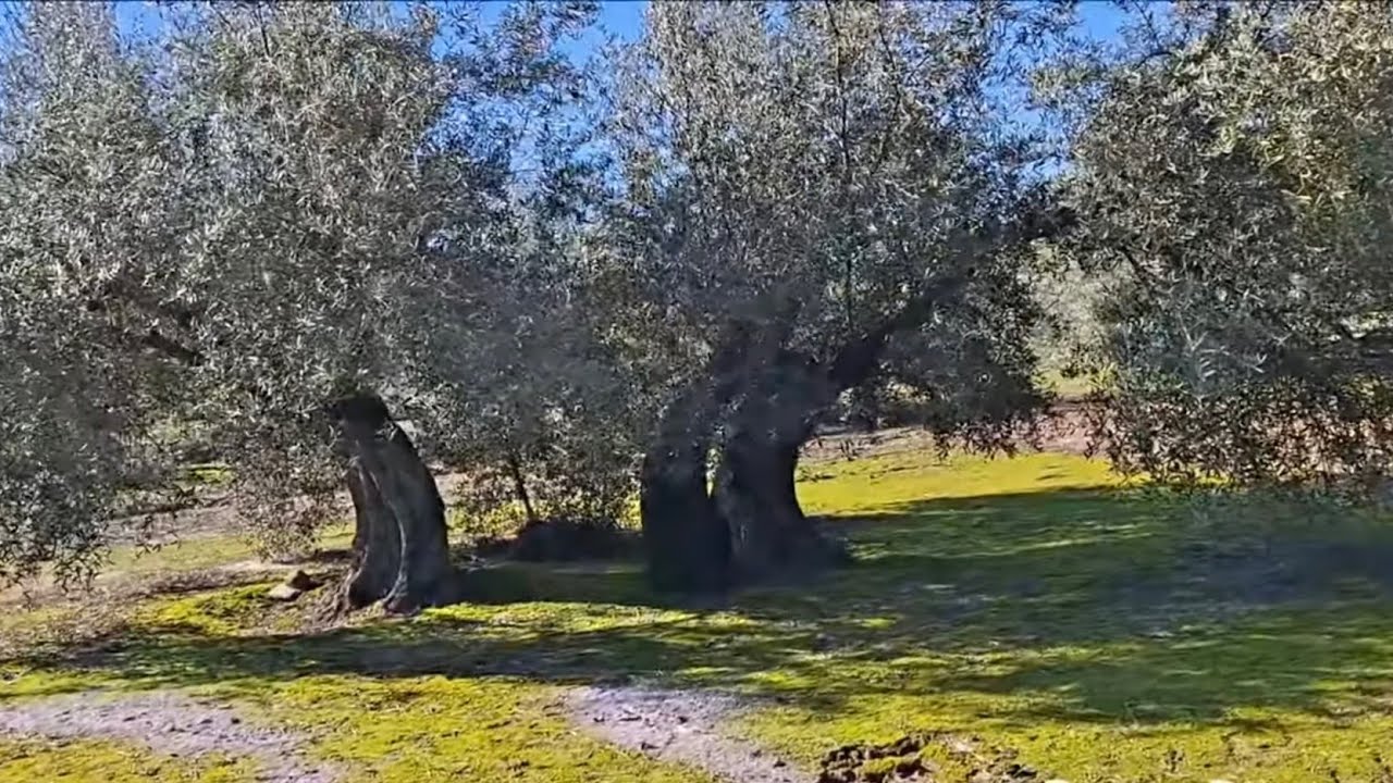 Recortamos este gran ejemplar. Poda olivo 2026.