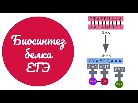 Биосинтез белка - решение задач ЕГЭ по биологии