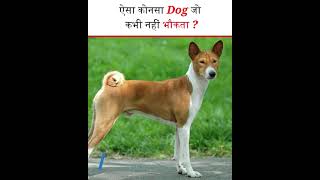 Which dog never barks? | ऐसा कोनसा डॉग जो कभी नहीं भौकता ? - #shorts