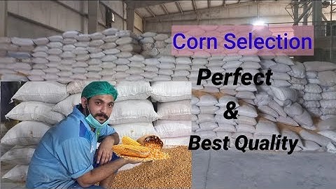 Physically Check|Vlog#2 |Best Quality Corn and Select 🐓For Bird feed Formulation