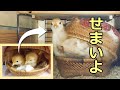 【ひよこ飼育】せまいよ！#9