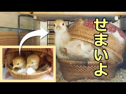 こちらはひよこ出品になります☺︎ ピヨピヨ」大合唱 徳島市で春びな出荷最盛期 - YouTube